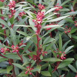 tasmannia lanceolata